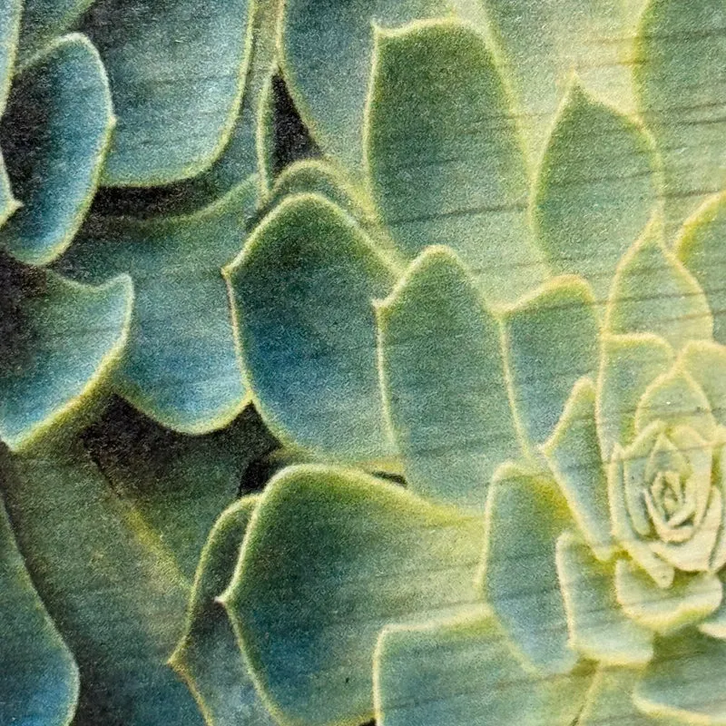 Untersetzer Sukkulente Echeveria Holz Quadratisch 10x10 Deko Küchenbedarf