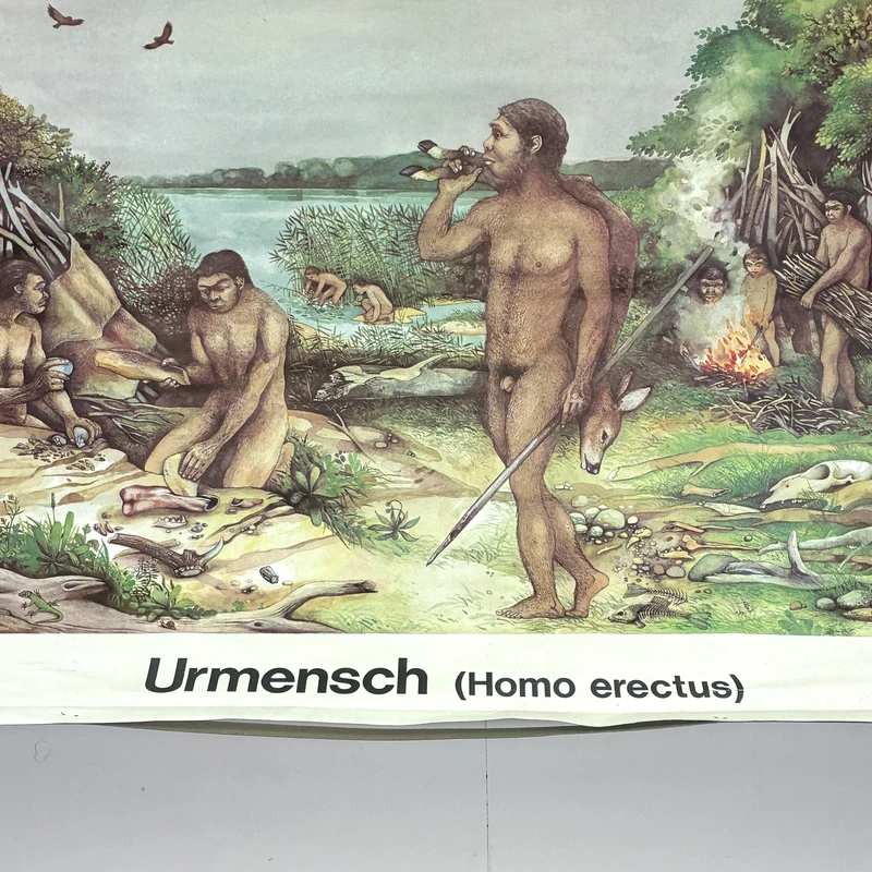 Vintage Schulwandkarte „Urmensch (Homo erectus)“ – Lehrtafel Rollbild Wanddeko