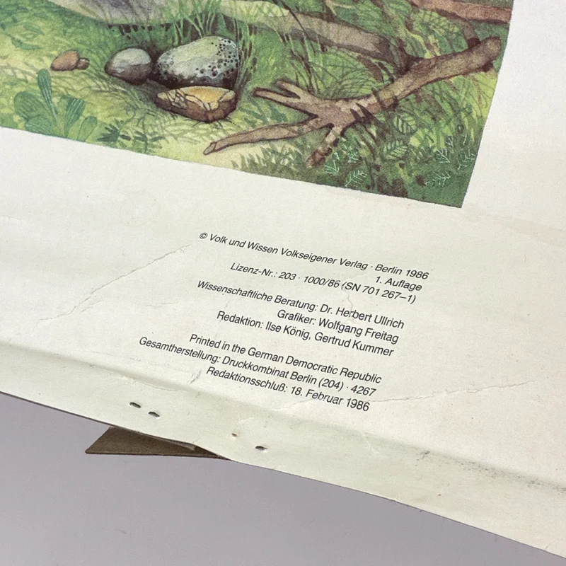 Vintage Schulwandkarte „Urmensch (Homo erectus)“ – Lehrtafel Rollbild Wanddeko