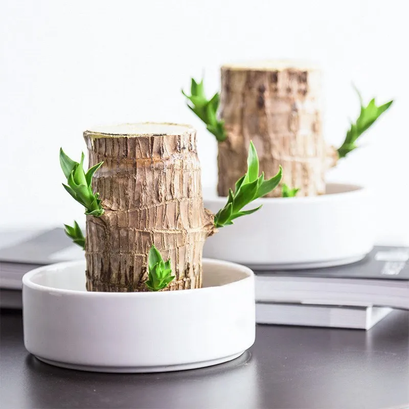 Decoratieve Kamerplant voor Luchtzuivering & Rustgevende Sfeer | Sansoti
